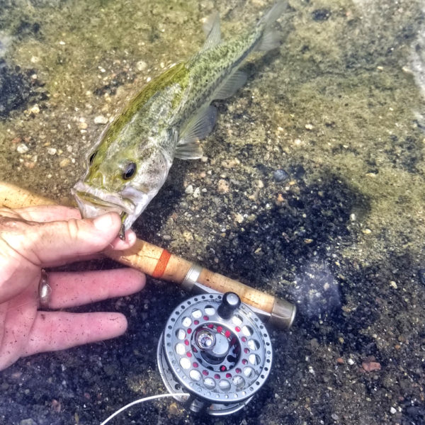 handling fish