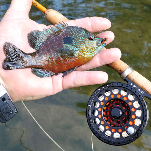 longear sunfish